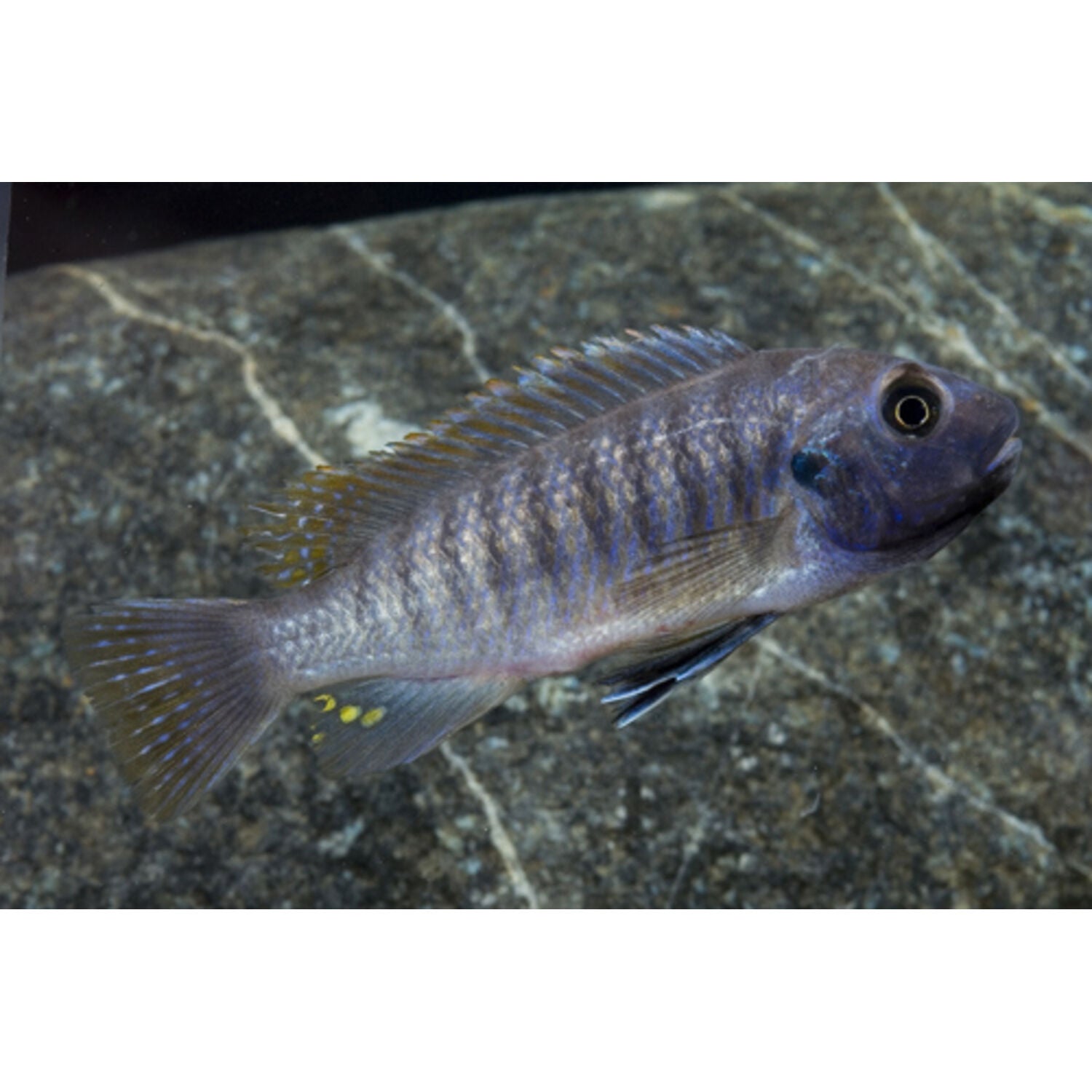 Ice Blue Redtop Cobalt Zebra Cichlid Regular