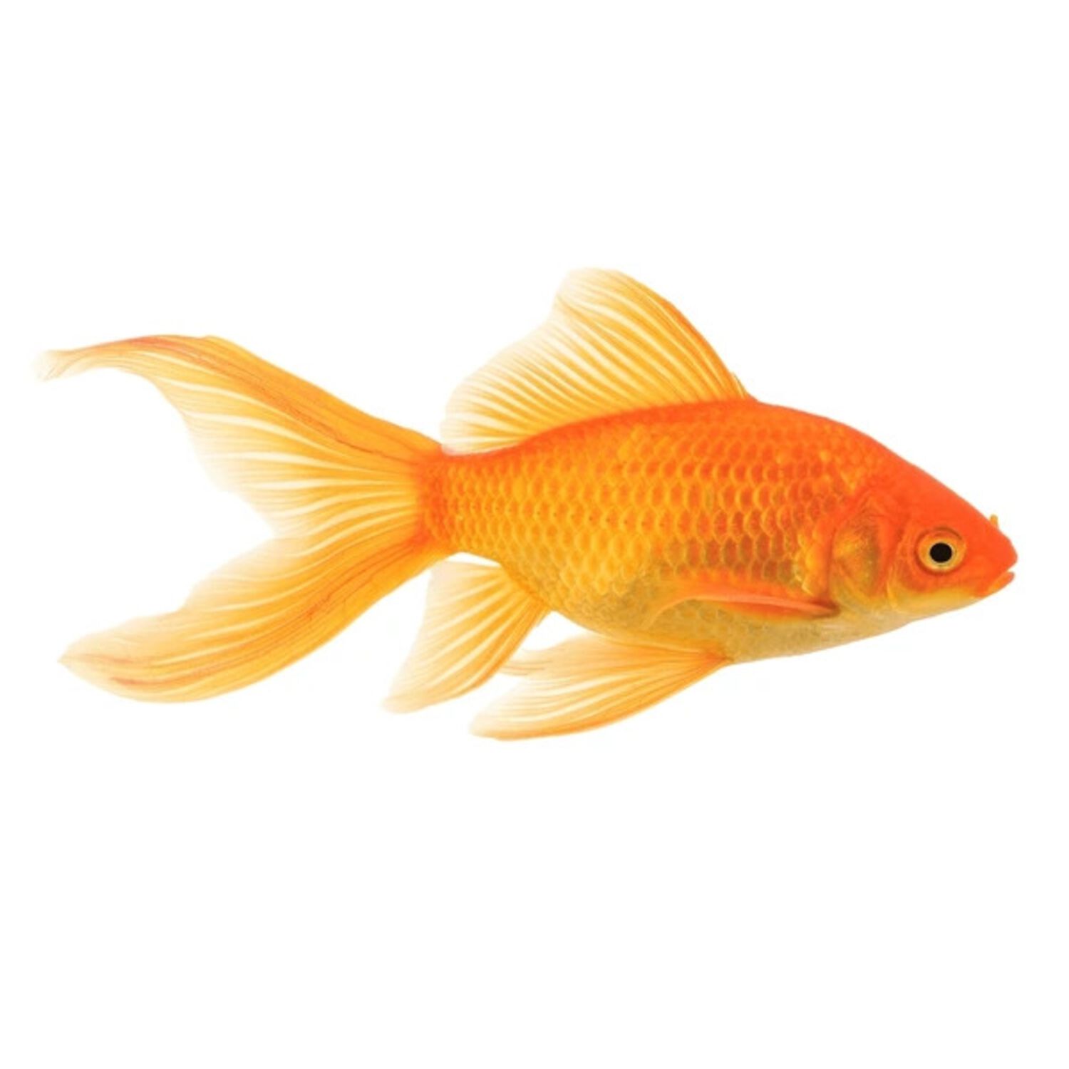 Pond Comet Goldfish Medium/Small