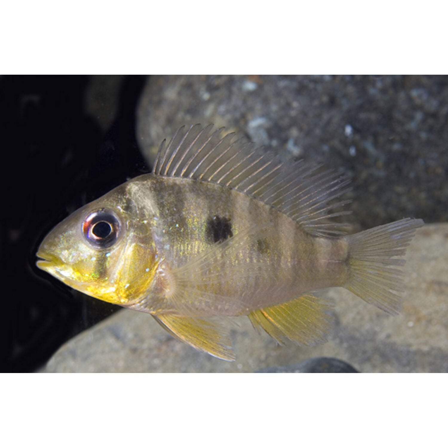 Geophagus Balzanii Cichlid Regular
