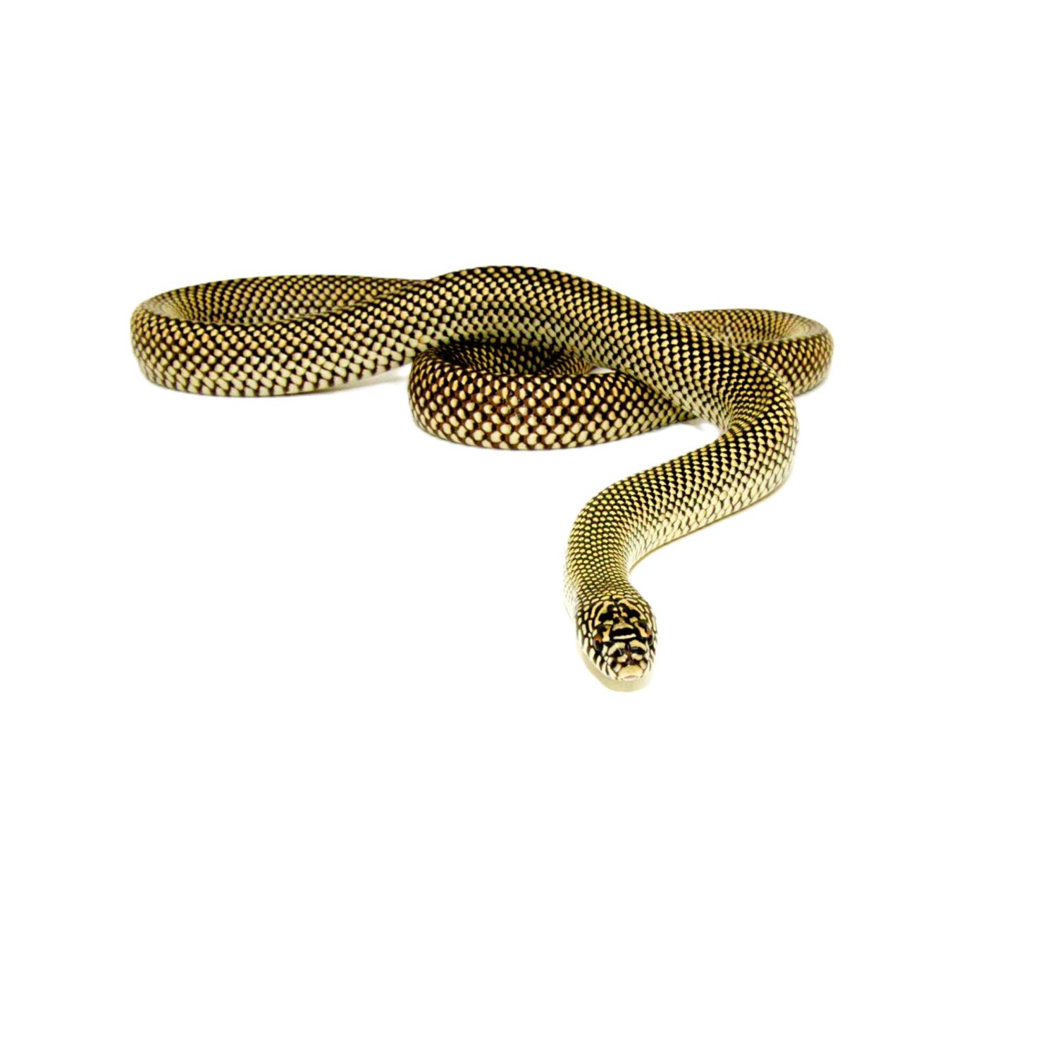 Goini Kingsnake