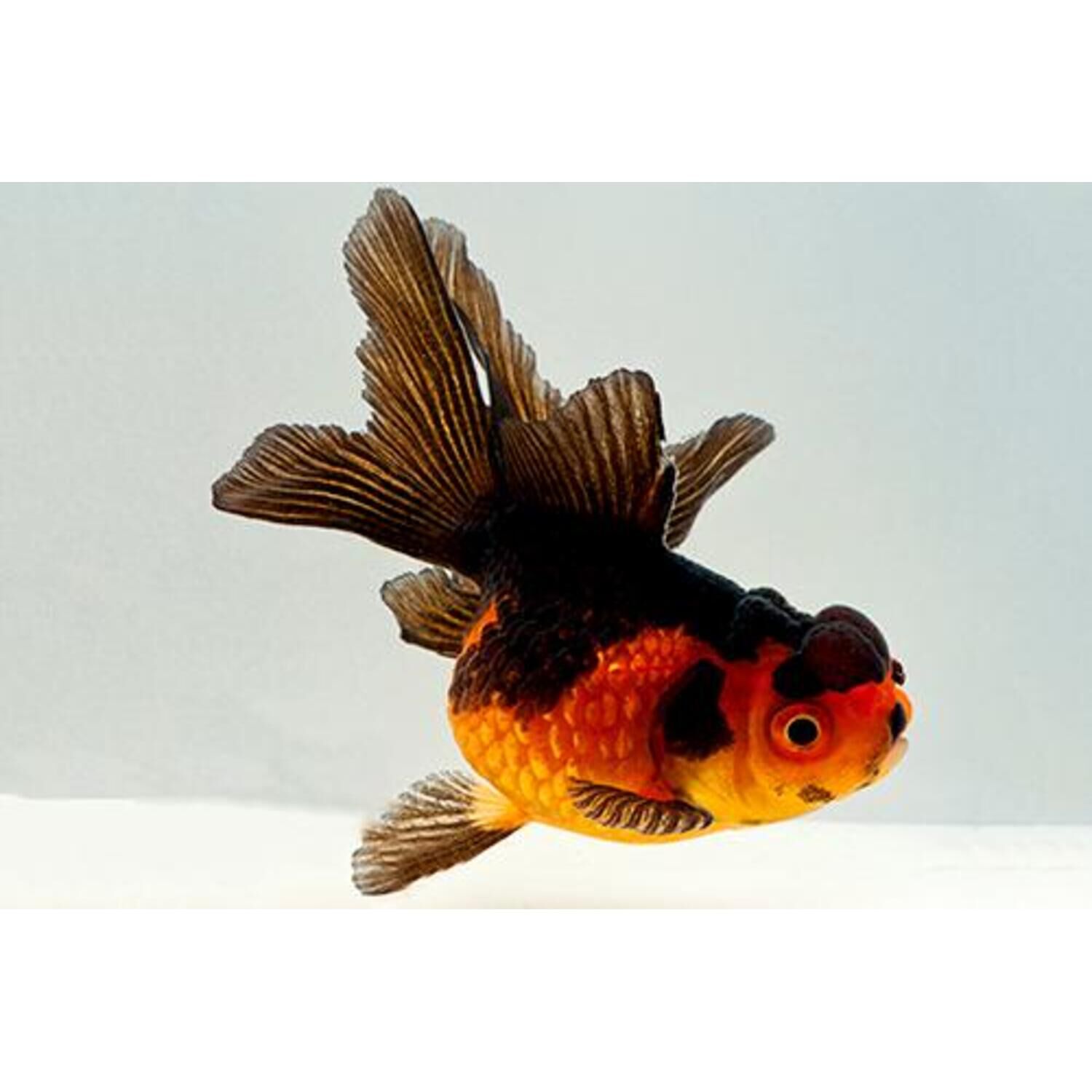 Red & Black Oranda Goldfish Regular