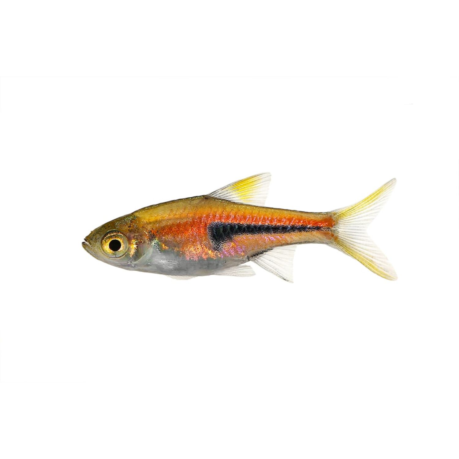 Rasbora Het Florida - Regular