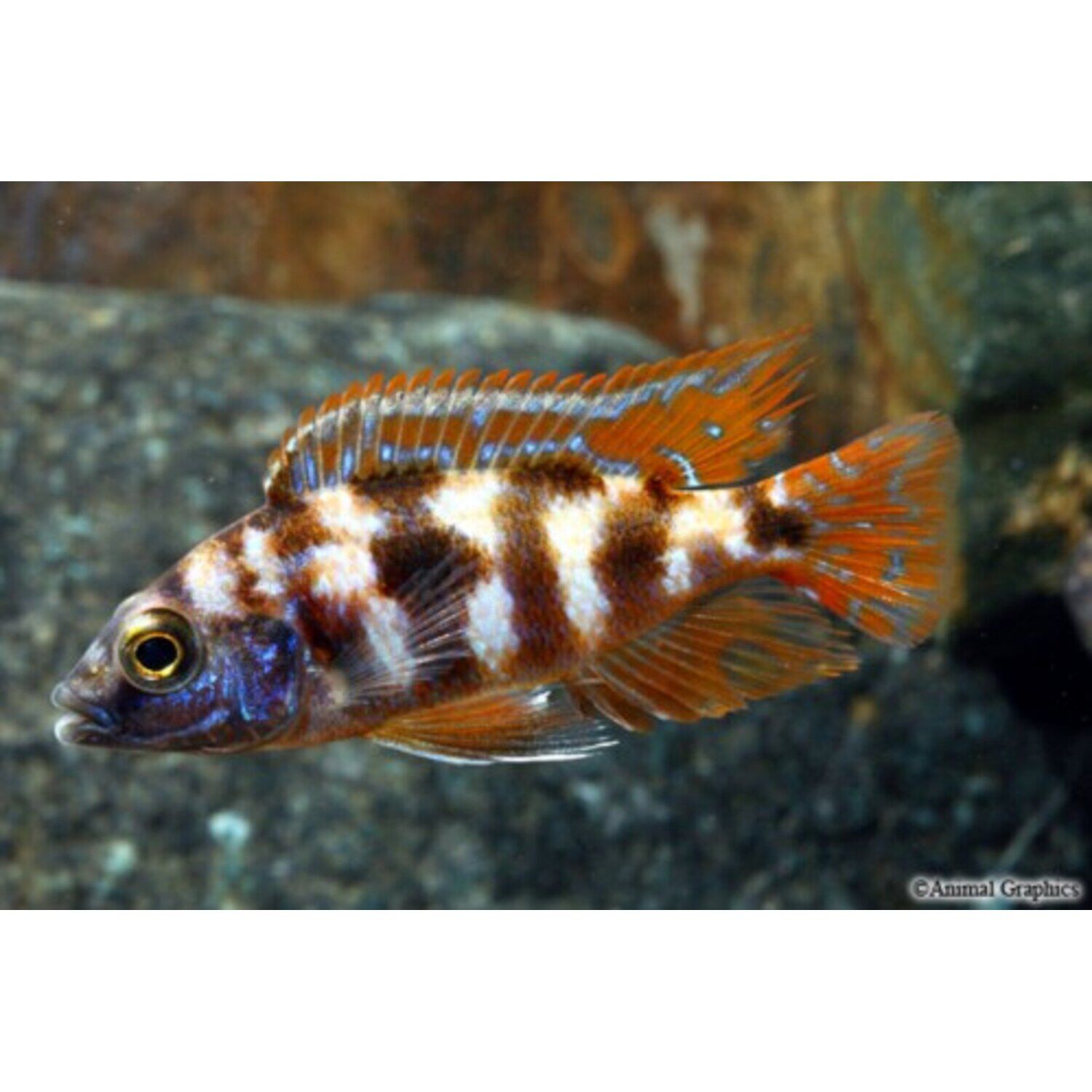 Vc-10 Placidochromis Milomo Cichlid Regular