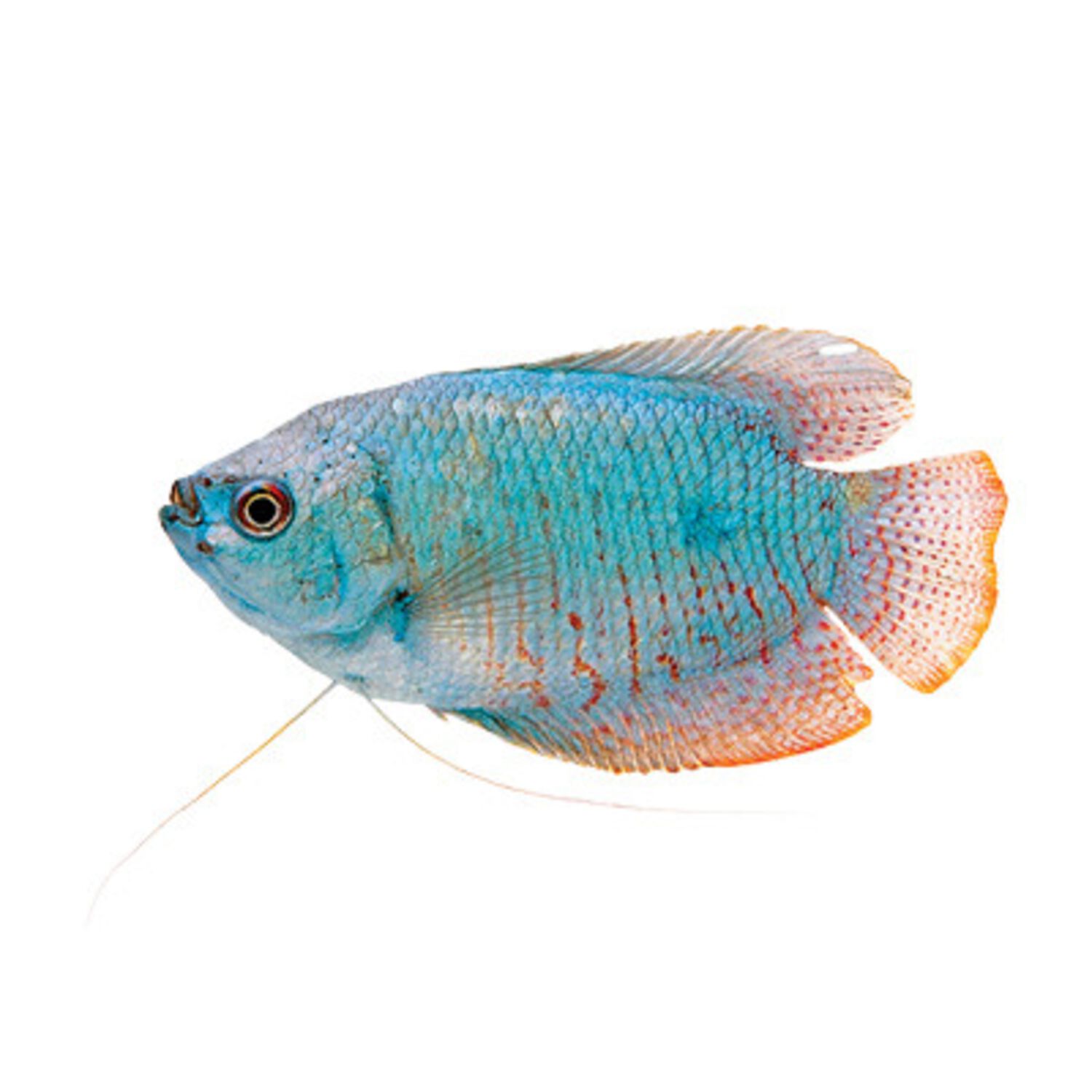 Blue Gourami - Regular