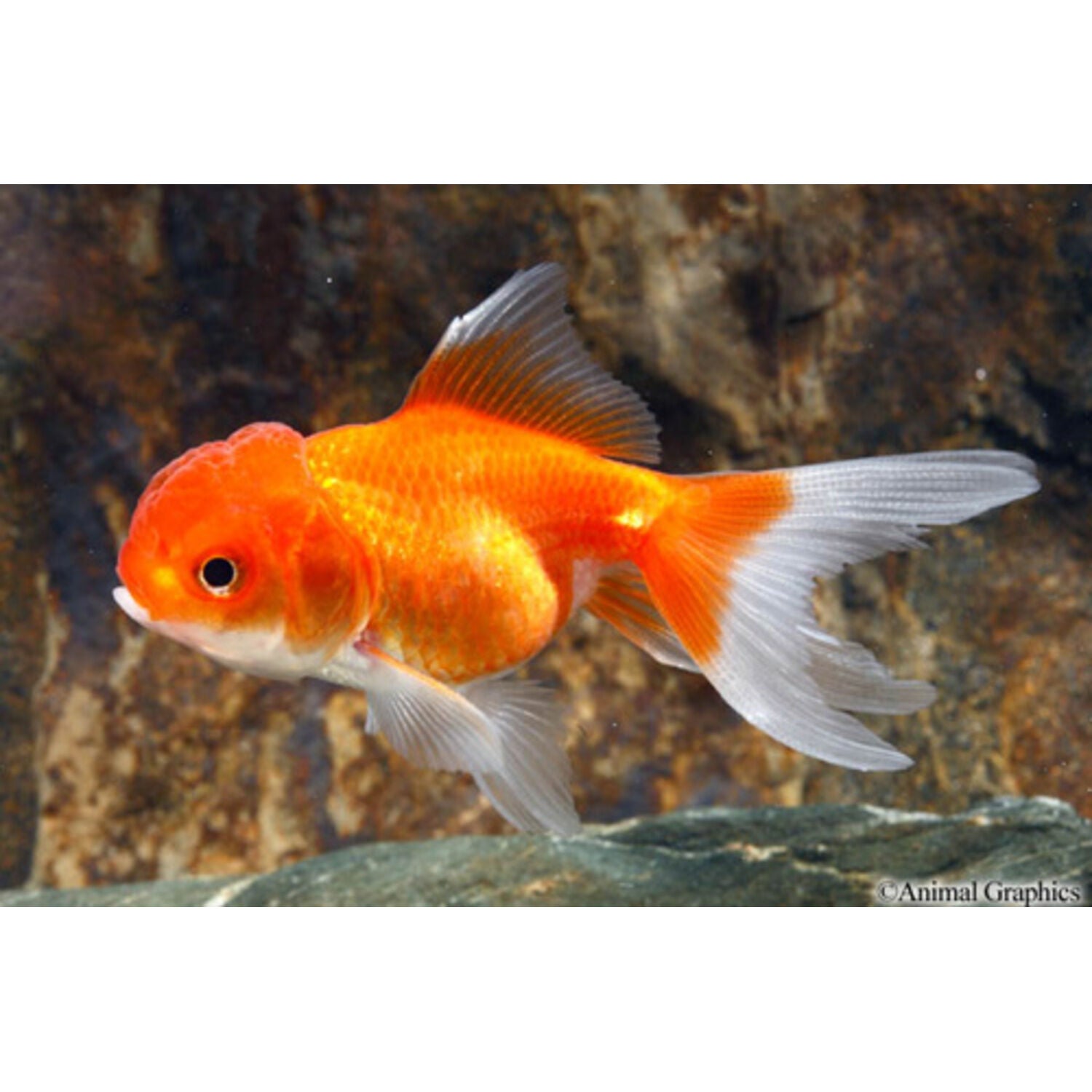 Red Oranda Goldfish Regular