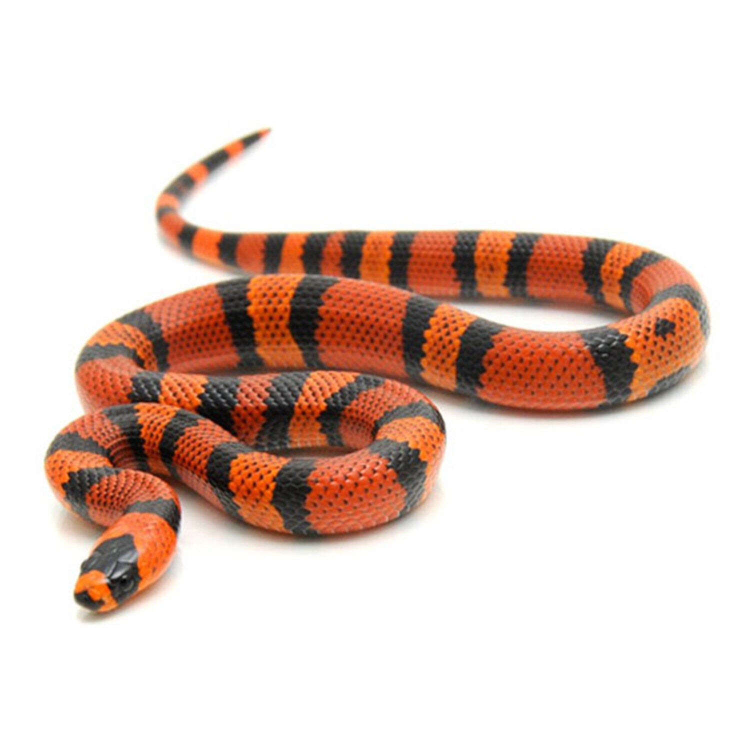 Tangerine Honduran Milksnake