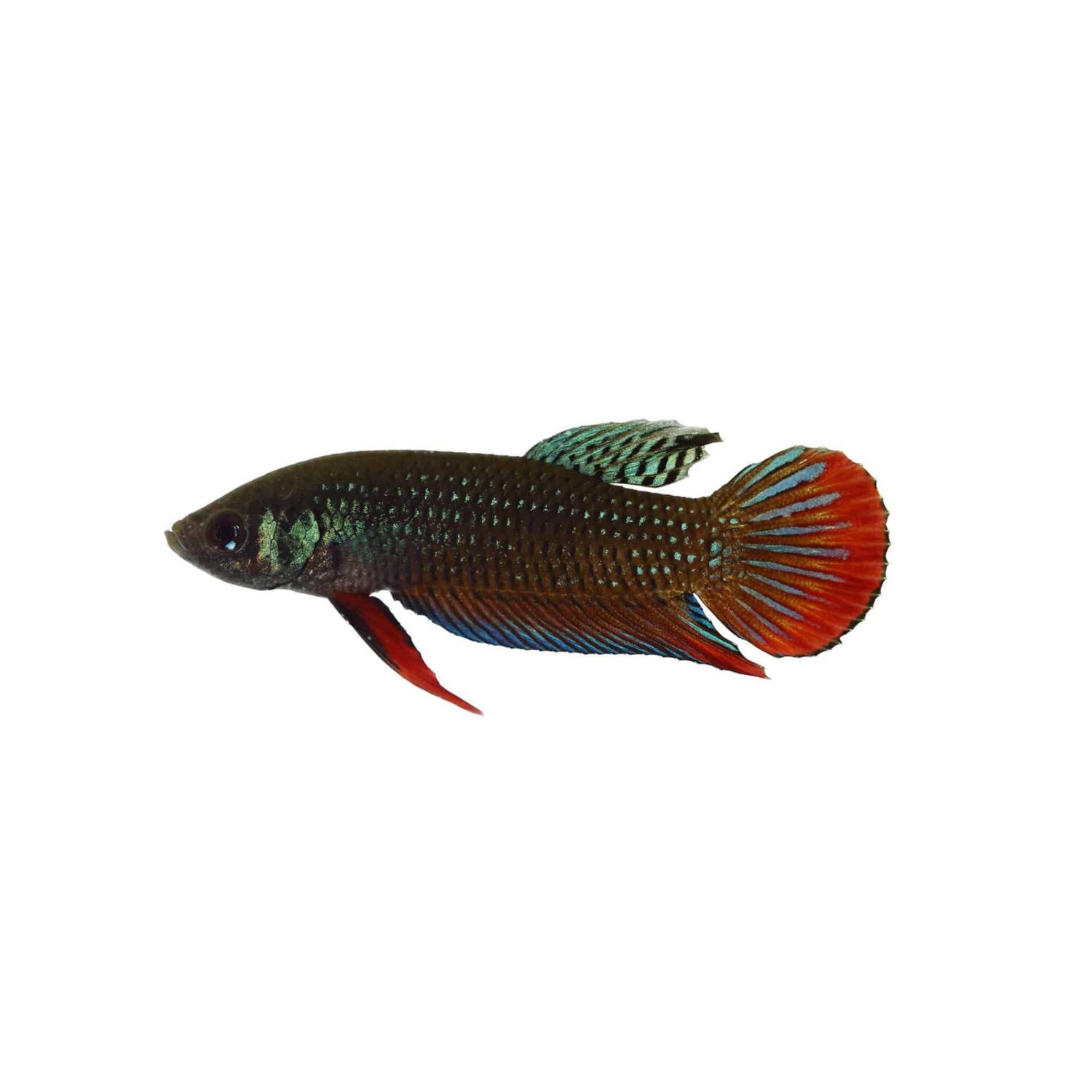 Betta Imbellis Male - Regular