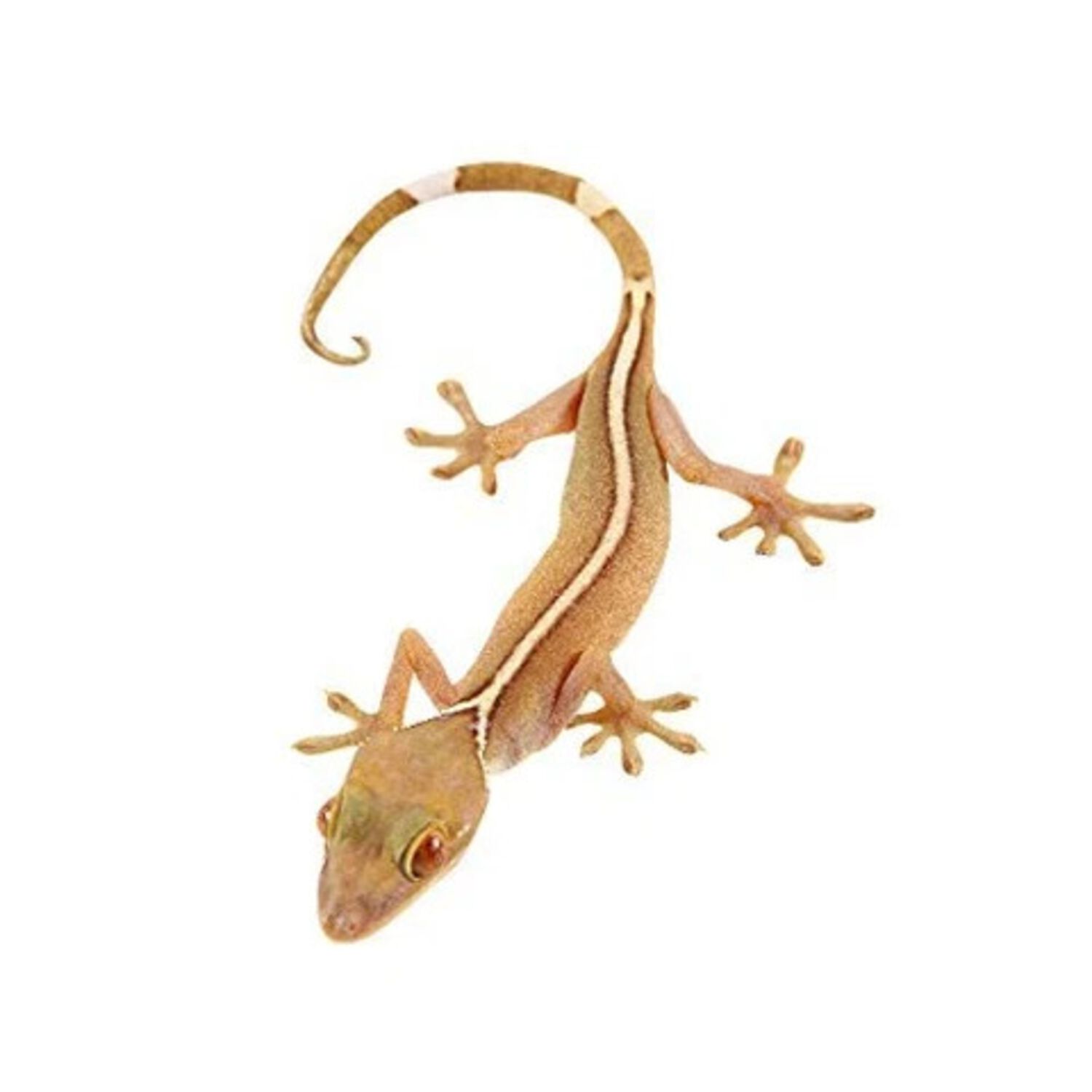 White Line Gecko
