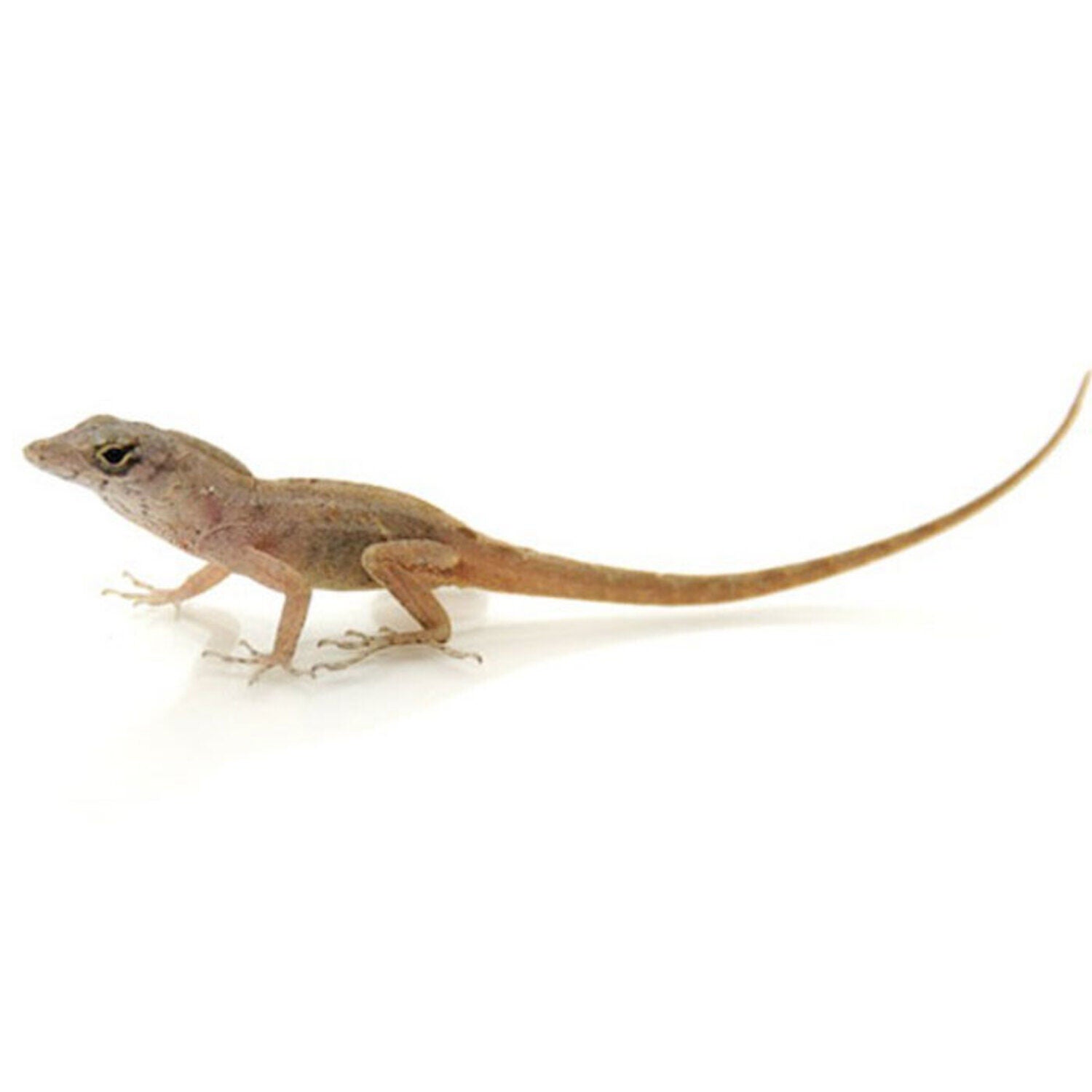 Brown Anole