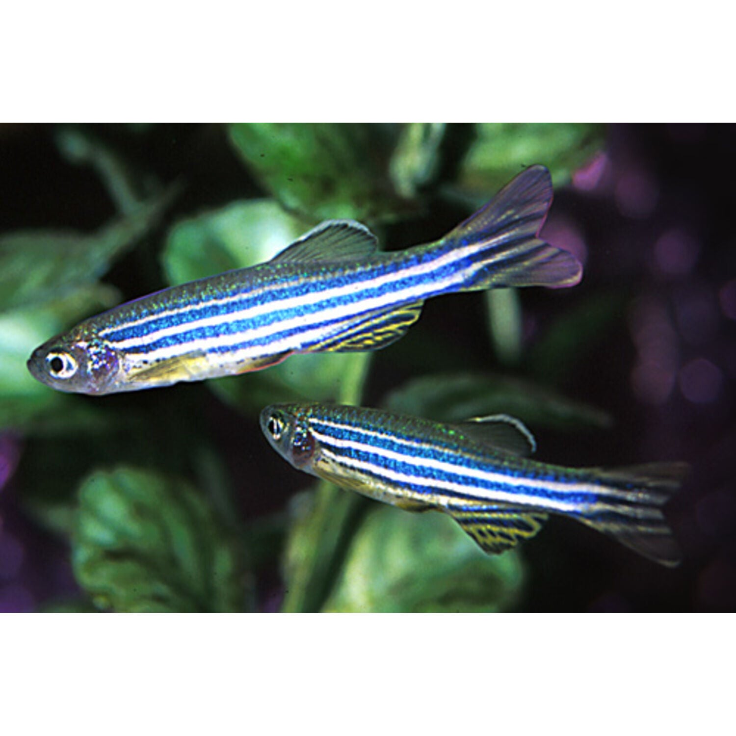 Zebra Danio Regular