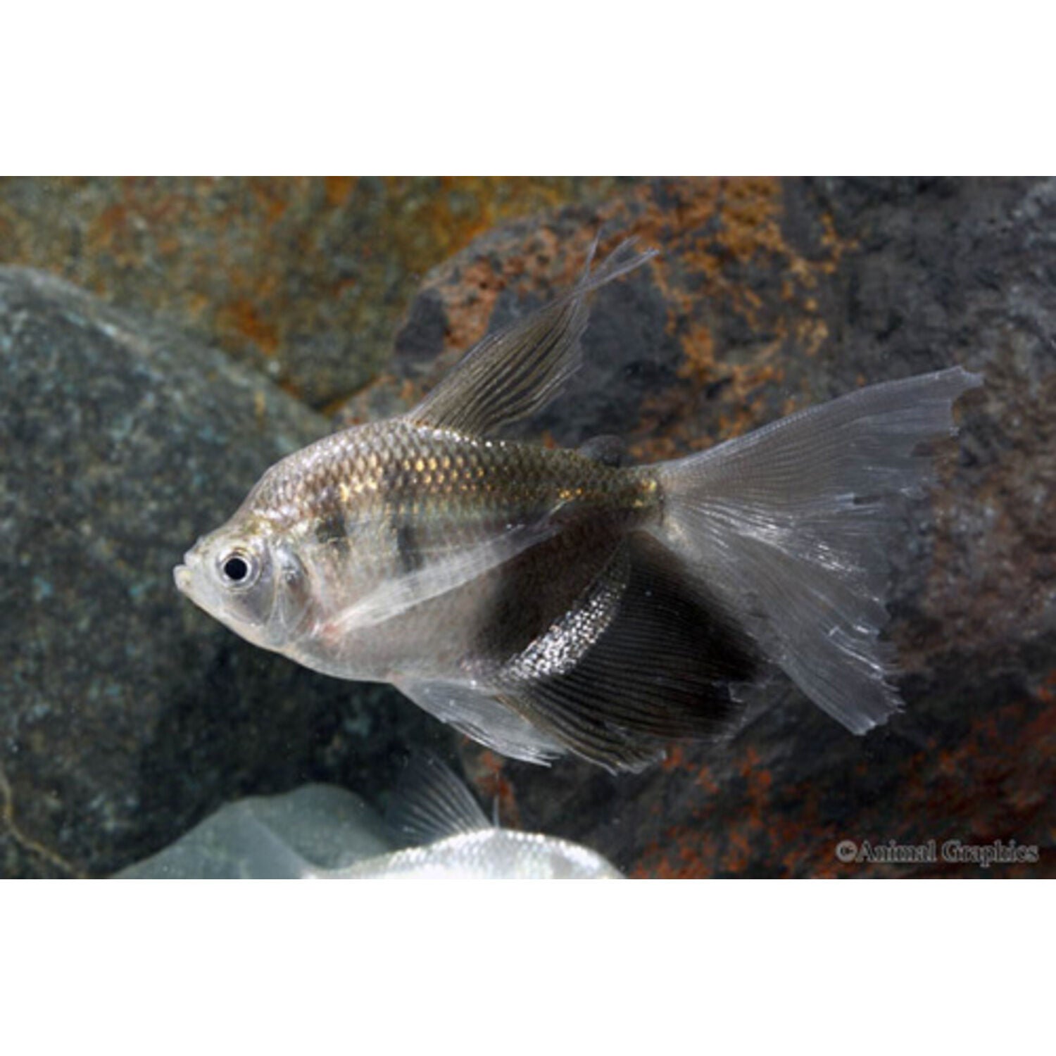 Longfin Black Skirt Tetra Regular