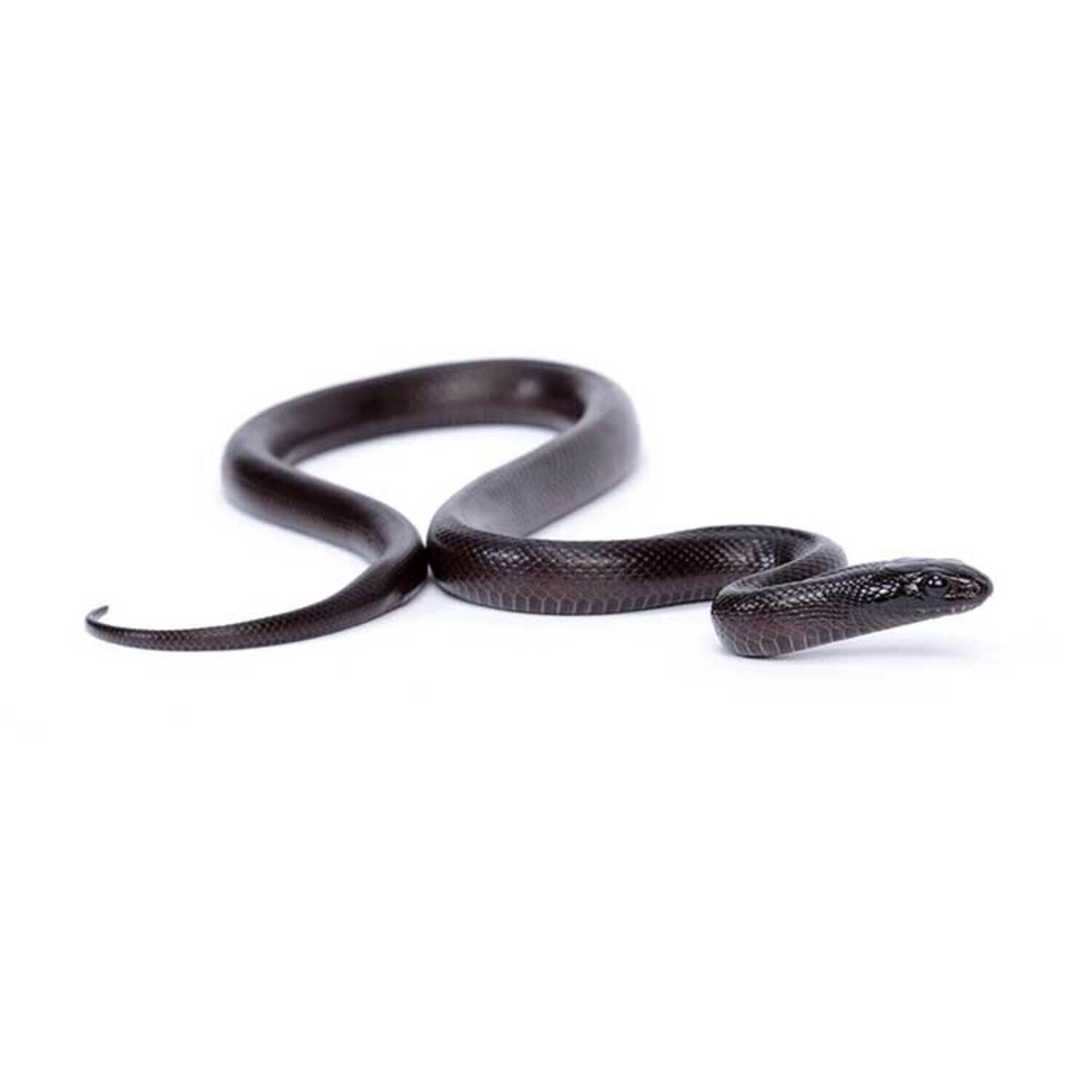 Mexican Black Kingsnake