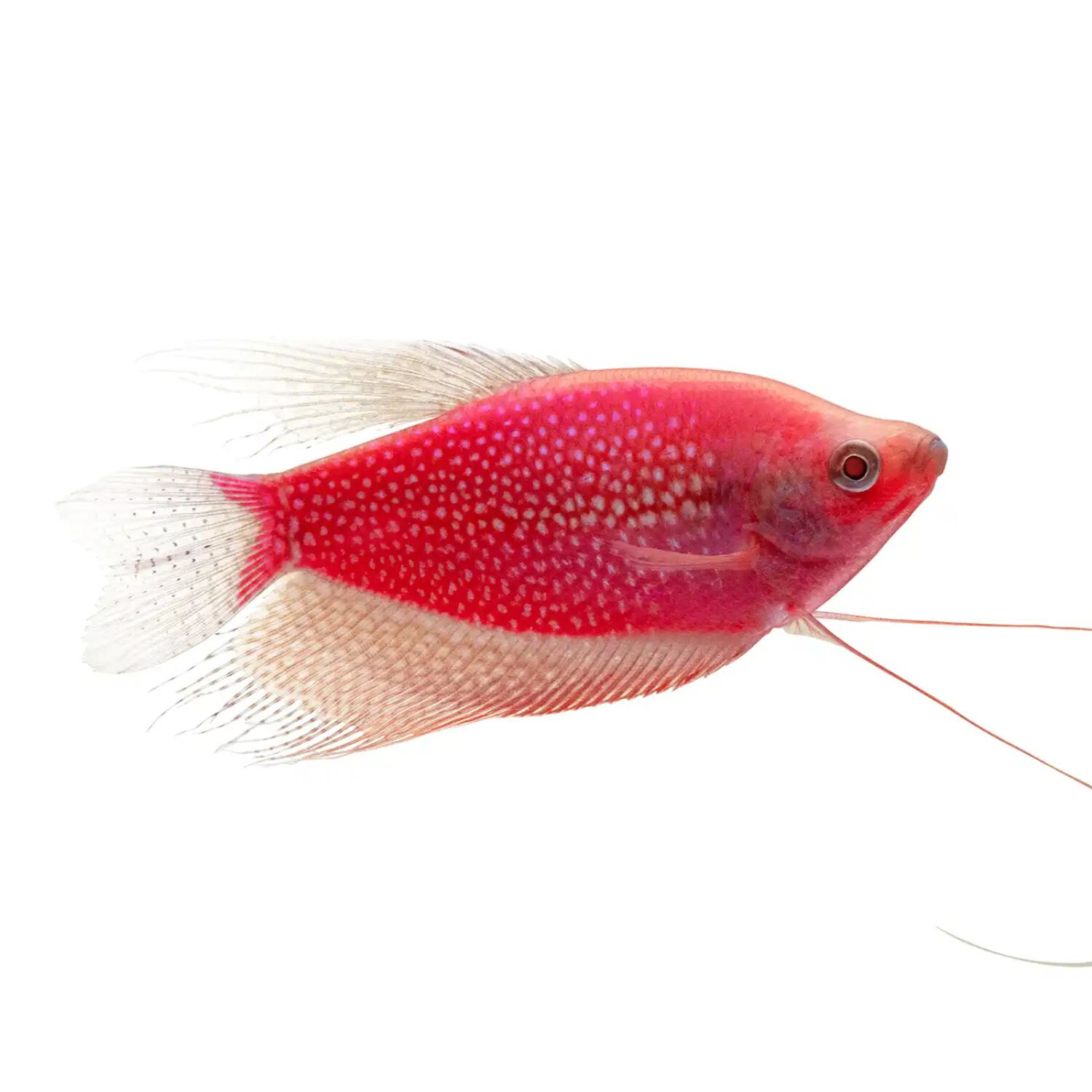 Pink Kissing Gouramis - Regular