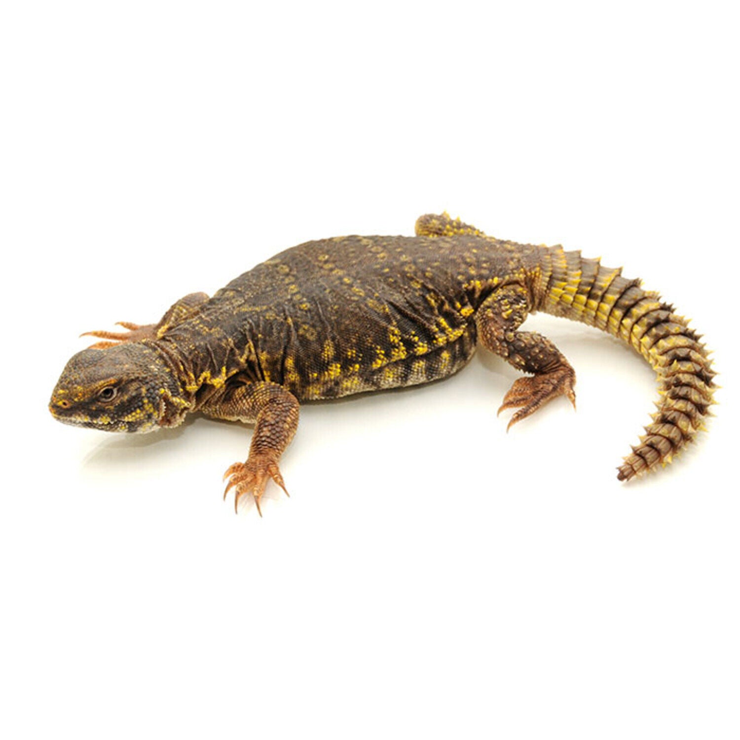 Assorted Uromastyx