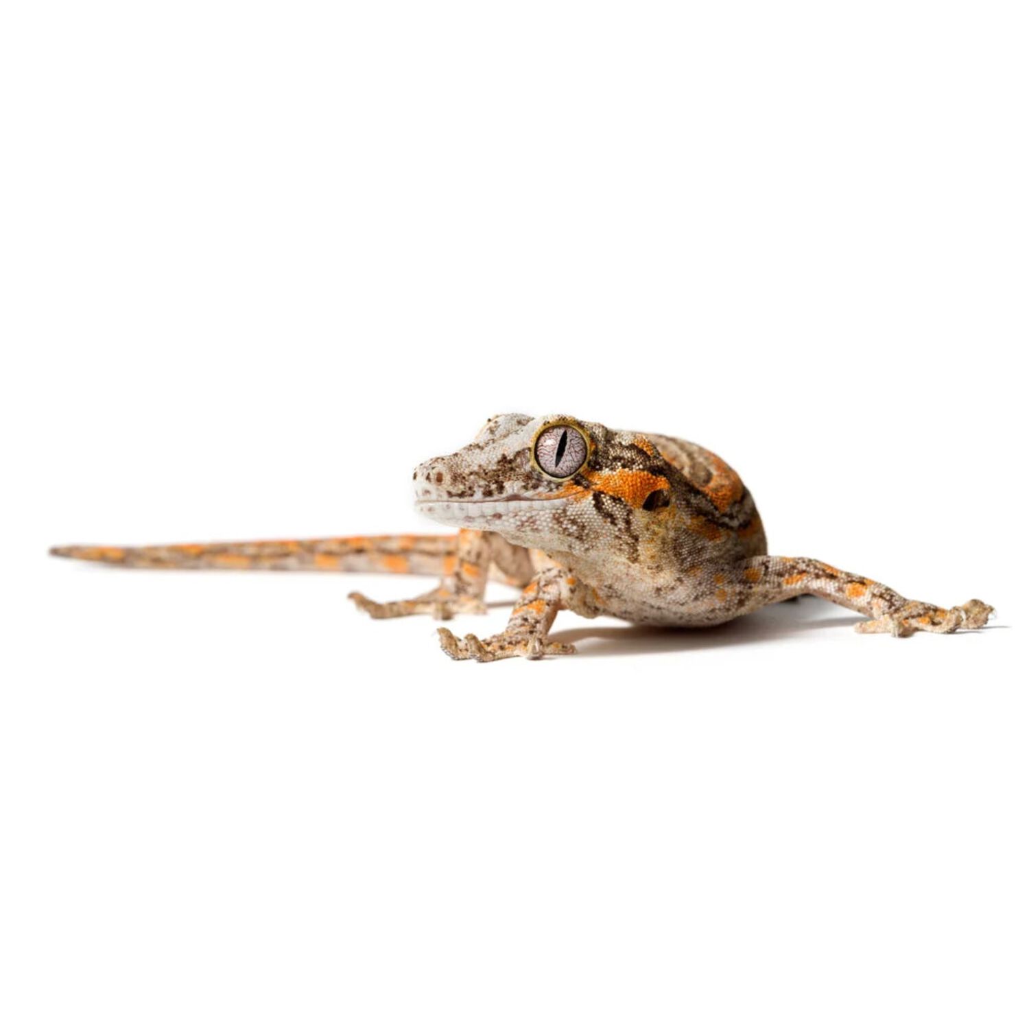 Gargoyle Gecko