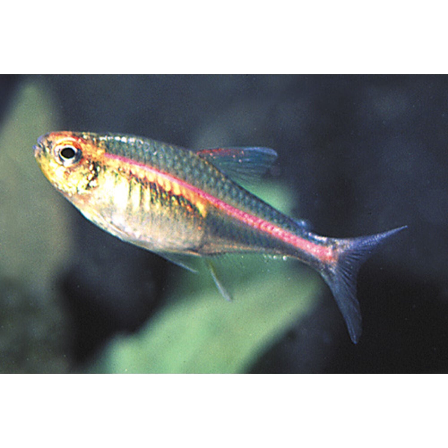 Glolite Tetra Regular