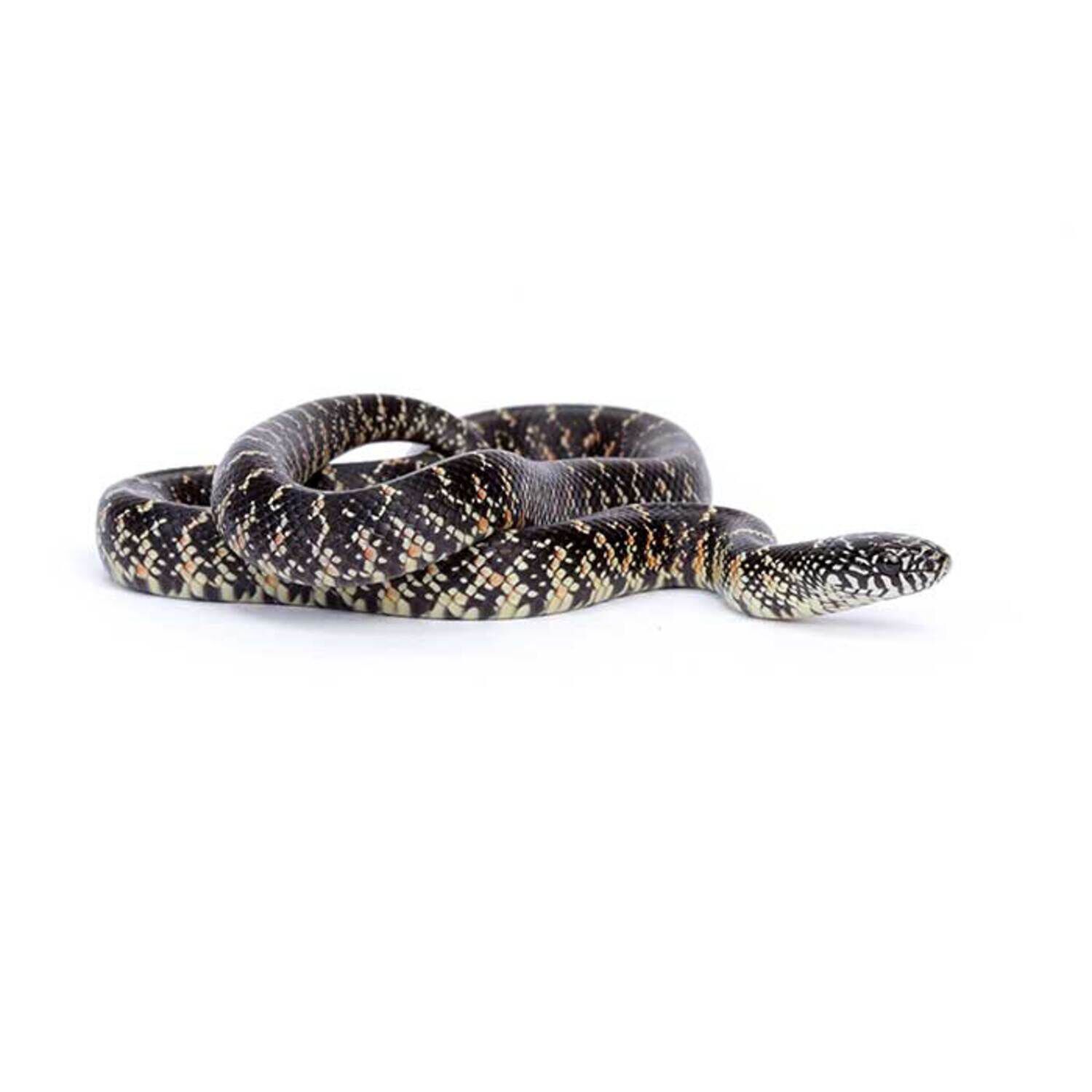 Florida Kingsnake