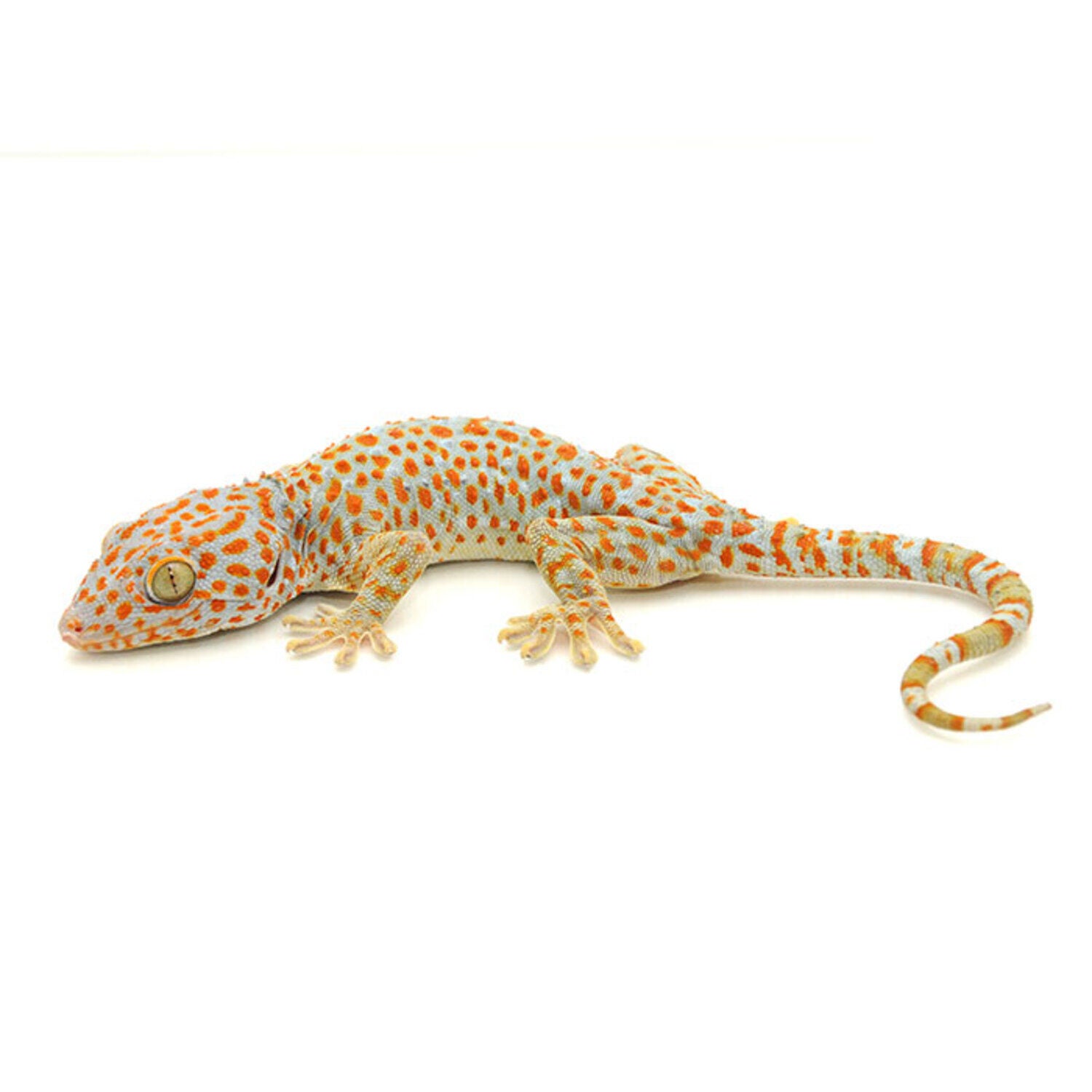Tokay Gecko