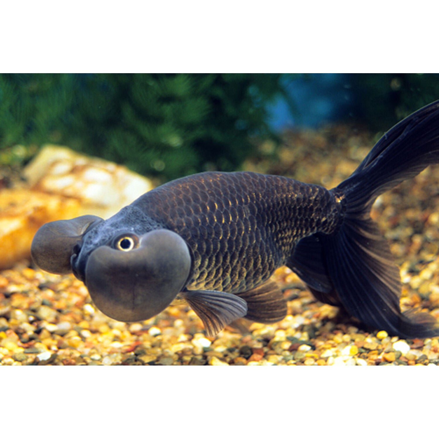 Black Bubble Eye Goldfish Regular
