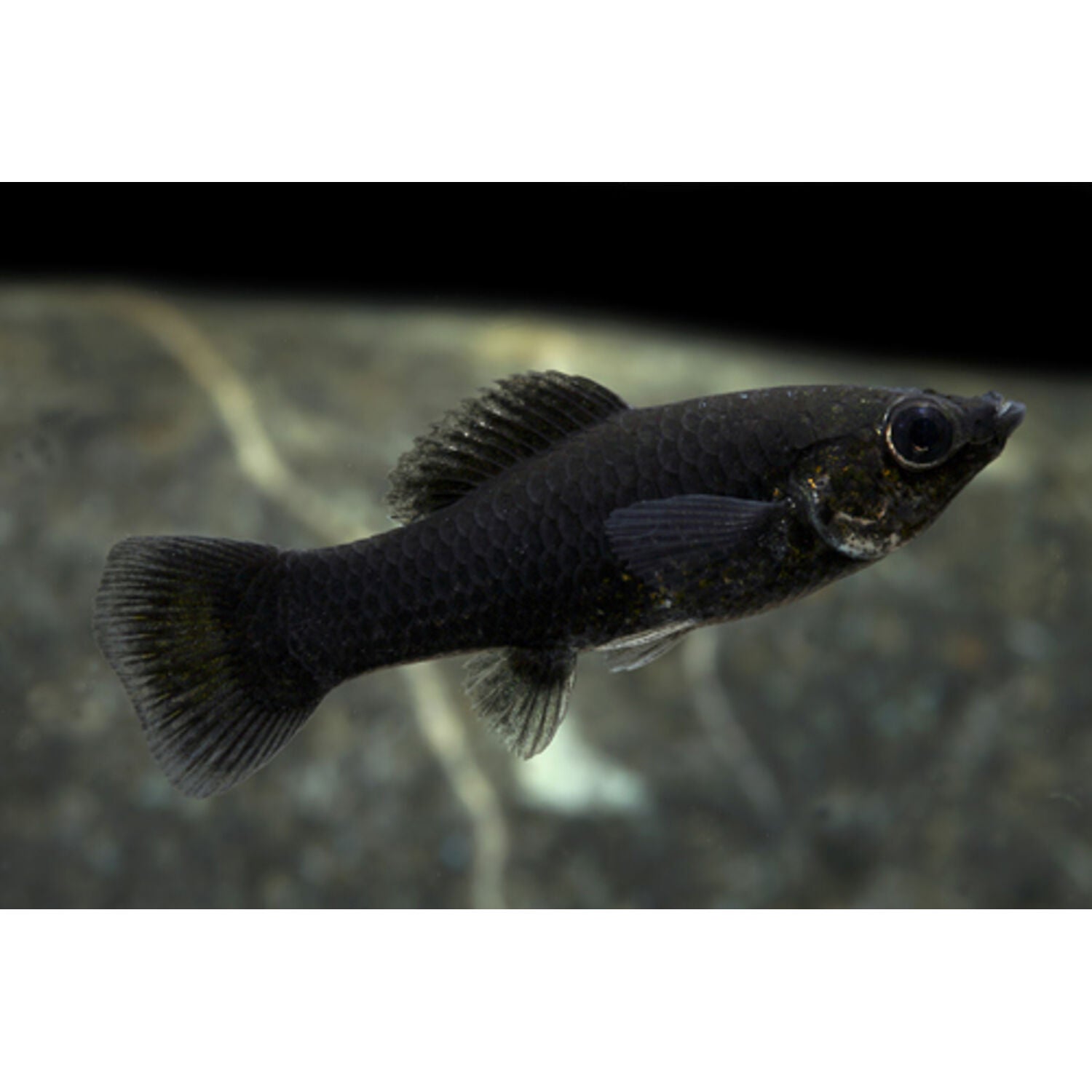 Black Molly Regular