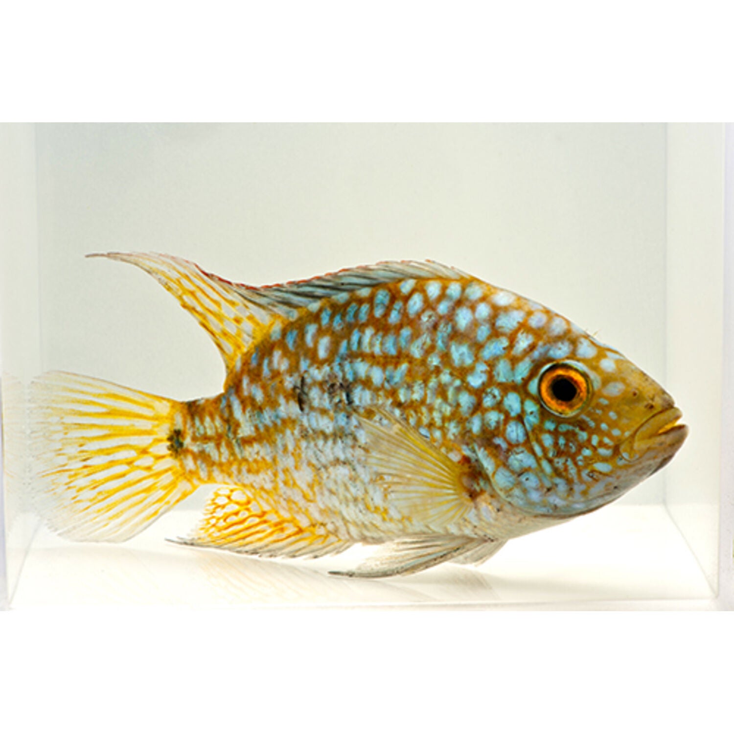 Green Texas/Carpintis Cichlid Medium