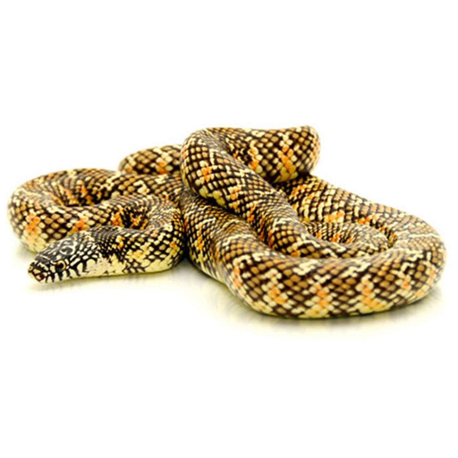 Brooks Kingsnake