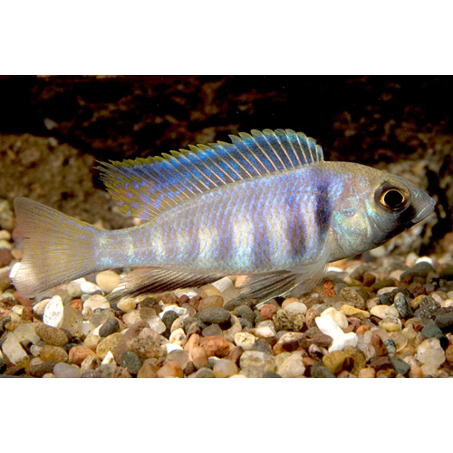 Deepwater Placidochromis Electra Cichlid Regular