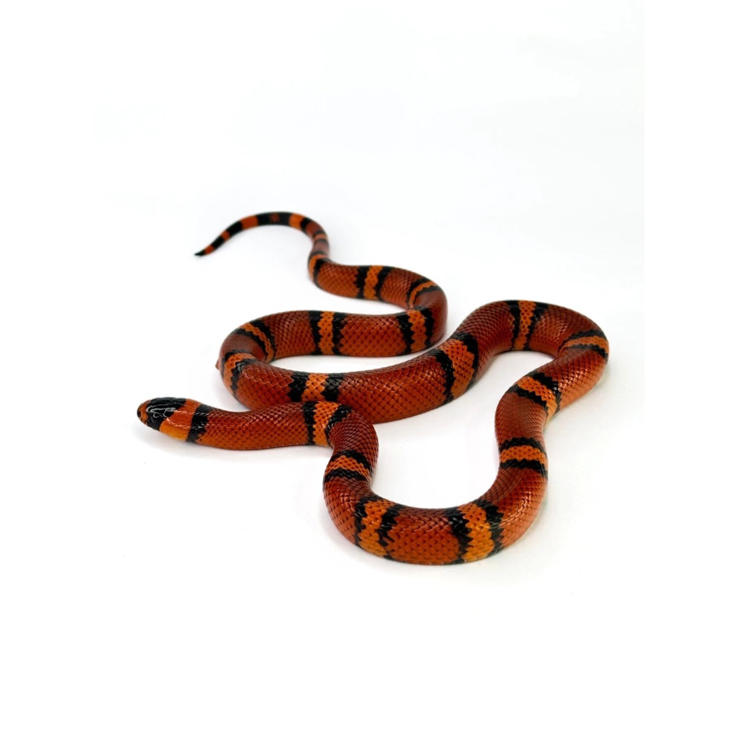 Tangerine Honduran Milksnake