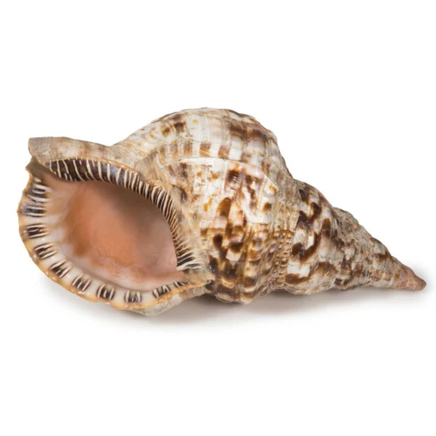 Hermit Crab Shell Fancy Large