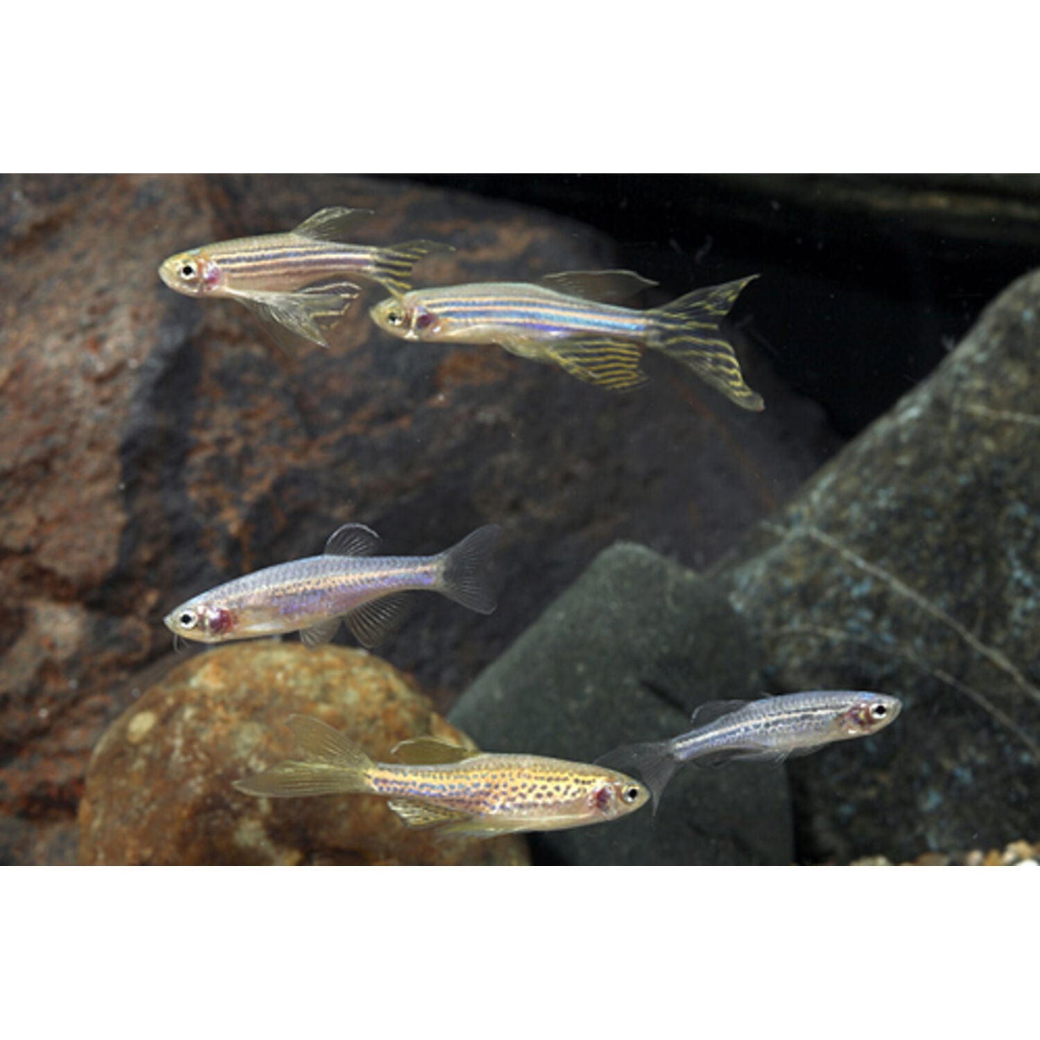 Assorted Longfin Danio Regular