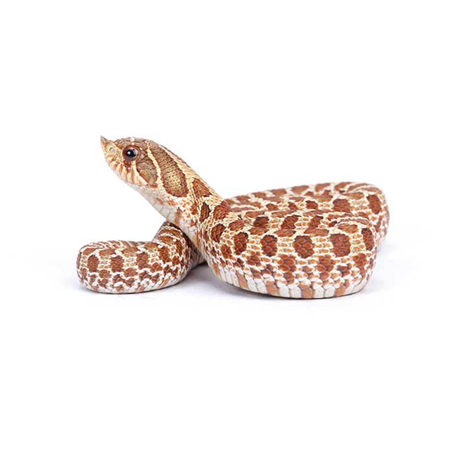 Western Hognose Snake