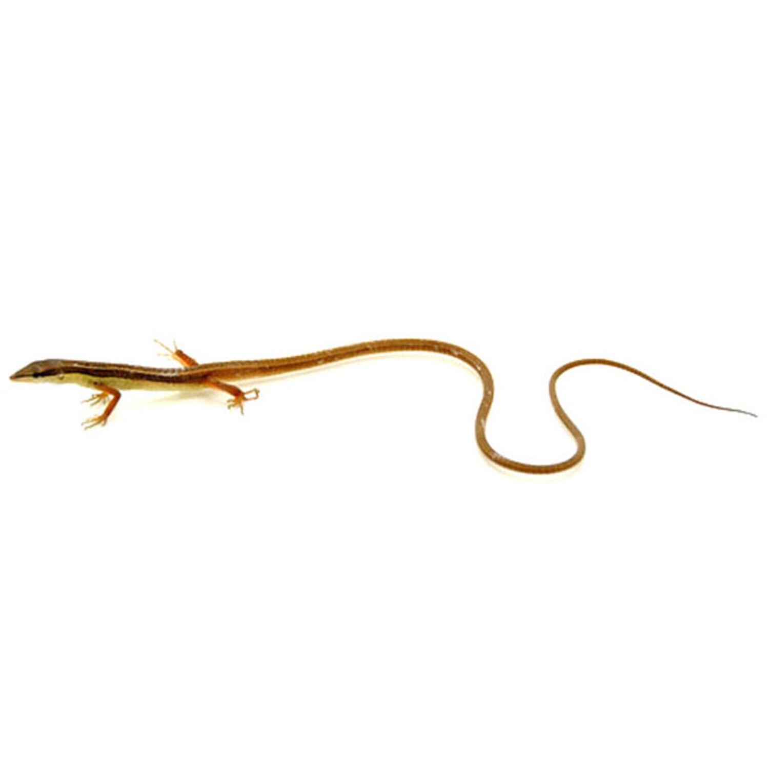 Long-Tailed Lizard