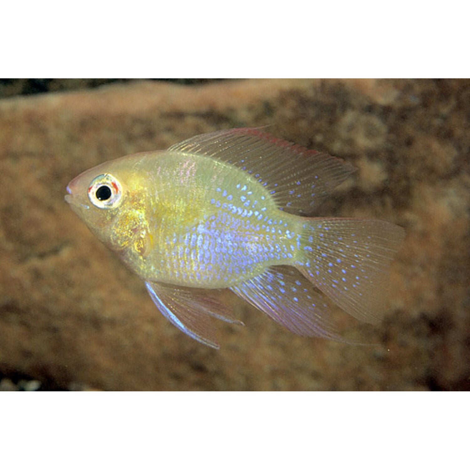 Gold Balloon Ram Cichlid Regular