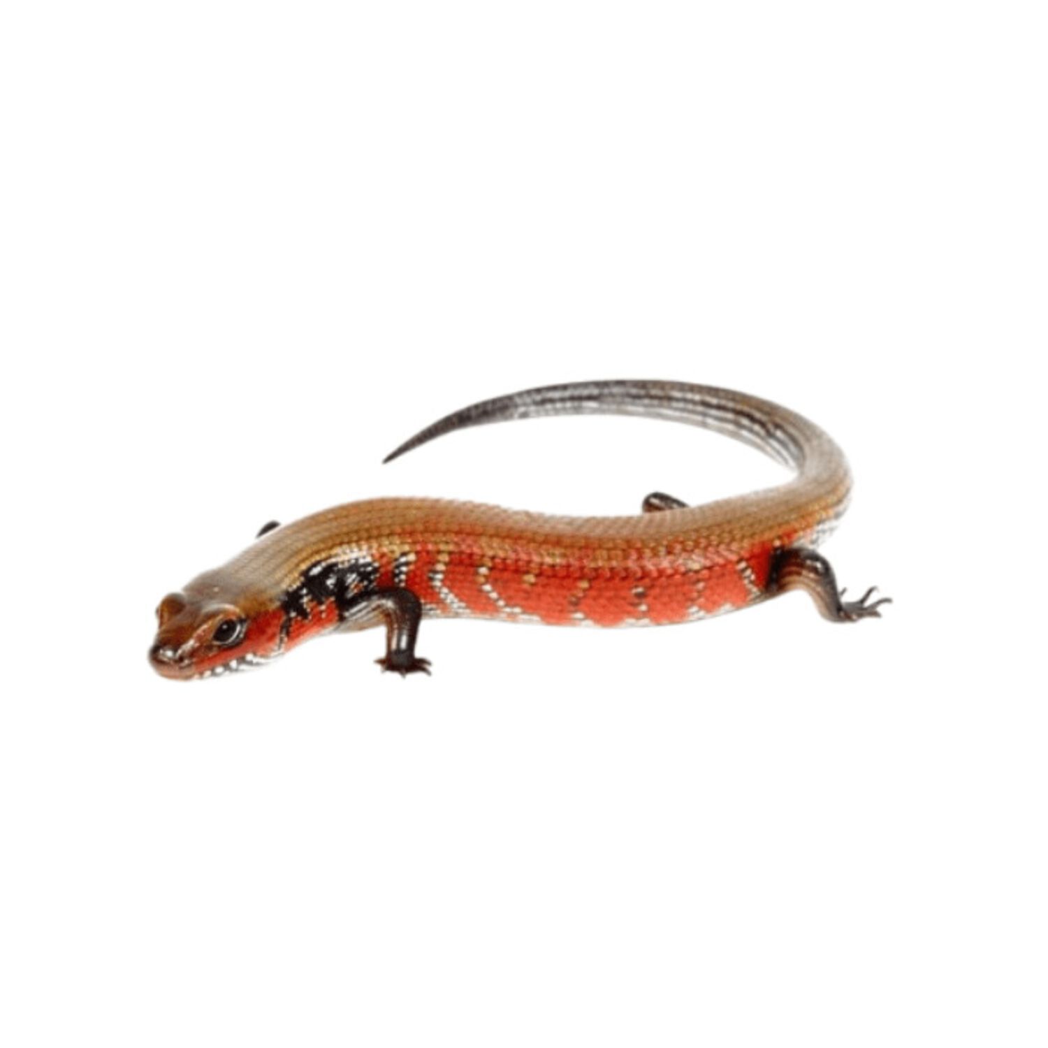 Fire Skink