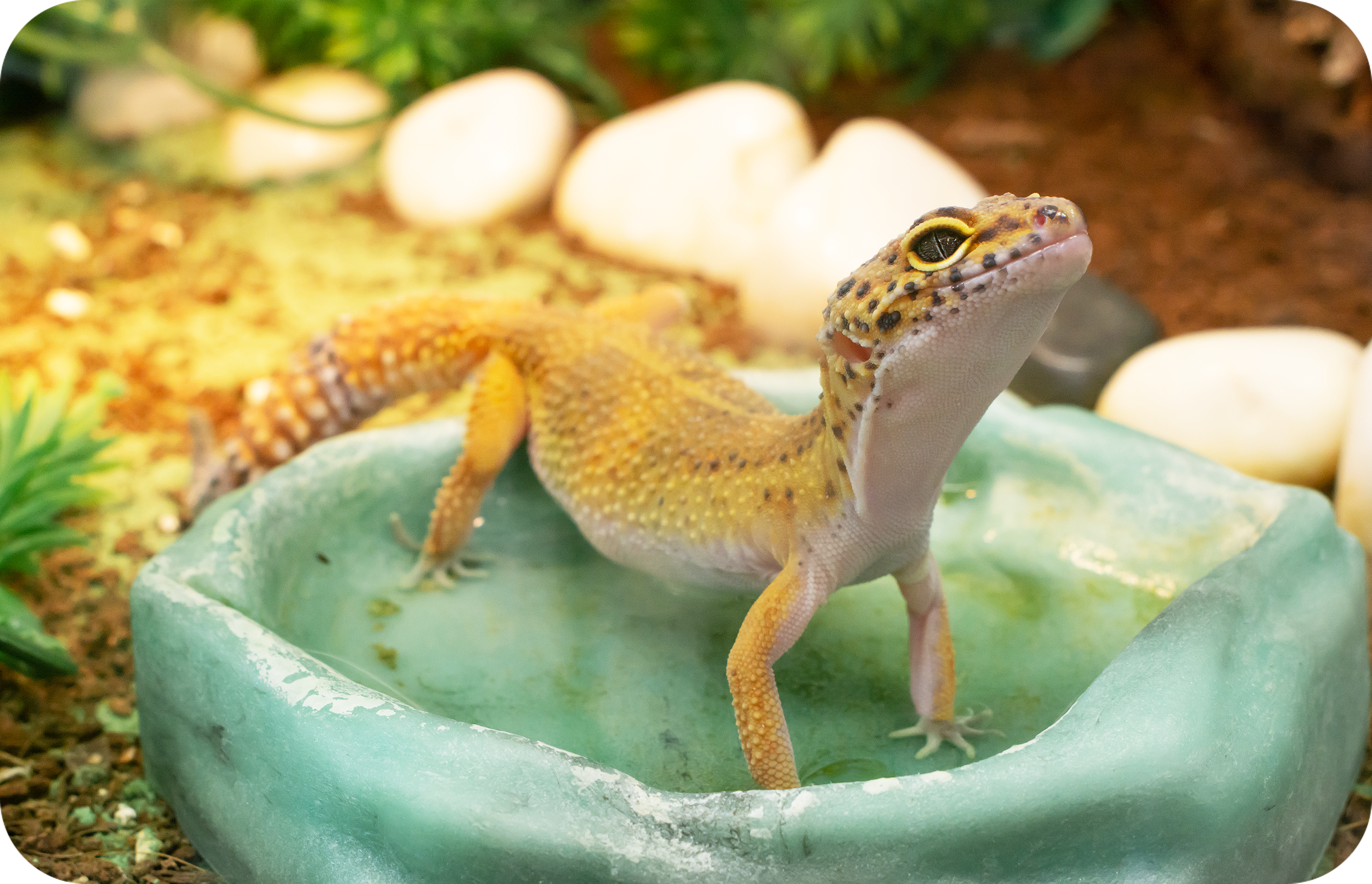 Bearded Dragon