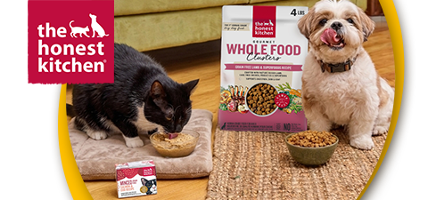 Cat and dog eating The Honest Kitchen food in living room 