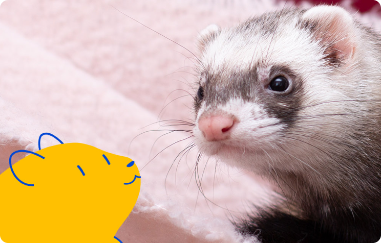 Pet Owner Guide to Caring for a Ferret