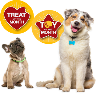 Image of two dogs sitting side by side. On the left is a small, light brown French Bulldog puppy wearing a green collar, looking upwards. On the right is a larger, fluffy Australian Shepherd with a blue bone-shaped tag, sitting and smiling. Above the dogs are two badges: a red heart-shaped badge labeled 'Treat of the Month' above the puppy and a yellow star-shaped badge labeled 'Toy of the Month' above the Australian Shepherd.