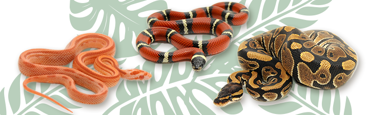 red and yellow snake image