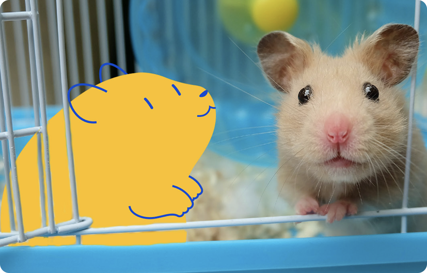 How To Take Care of a Hamster: Hamster Care Guide