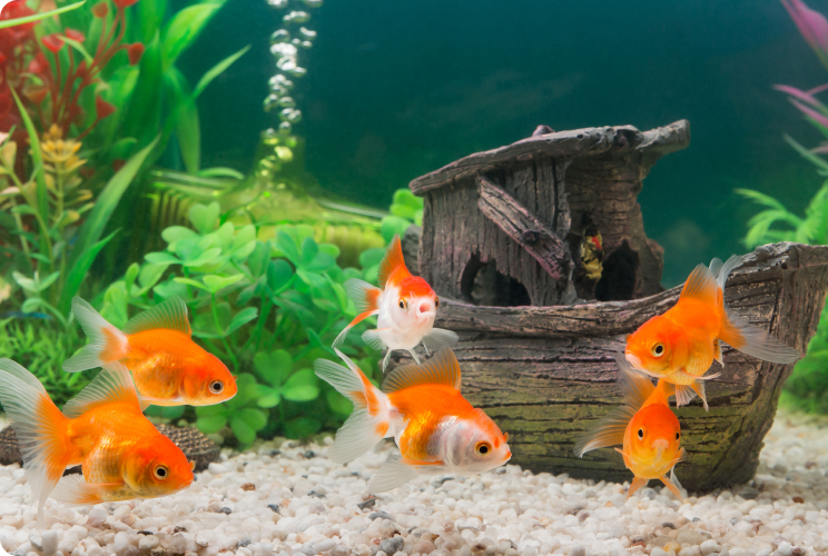 Fish Feeding Tips For Beginners