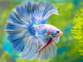 Betta Fish