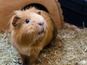 Guinea Pig