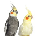 Cockatiels