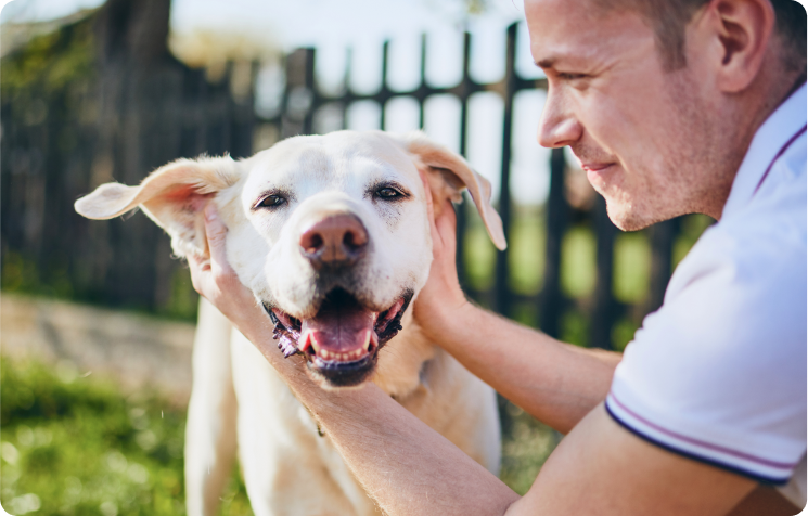 Natural Flea and Tick Prevention for Dogs