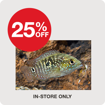 In-Store Only 25% Off Cichlids 