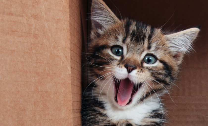 Celebrate Happy Cat Month