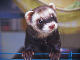 Ferret