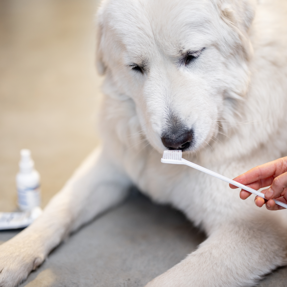 How to Brush Your Dog’s Teeth At-Home Guide