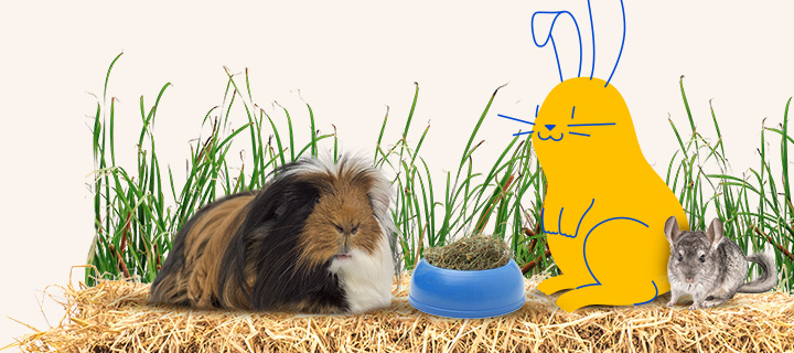 Rabbits and guinea pigs eat hay